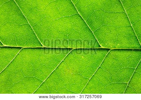 Nice Background. Extreme Closeup Of Freshness Green Leaf