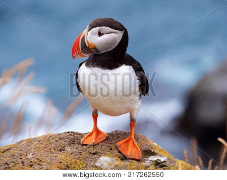 Puffin On The Rocks At Latrabjarg Iceland On A Sunny Day.