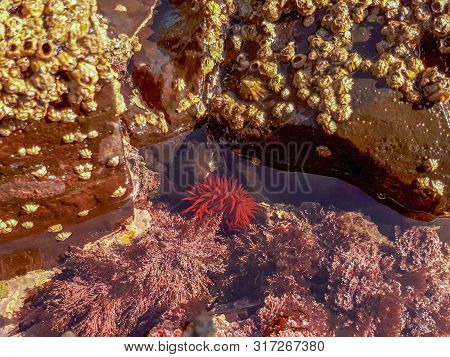 Beadlet Anemone With Tentacles In The Water