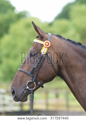 A Head Shot Of A Bay Horse In A Snaffle Bridle.