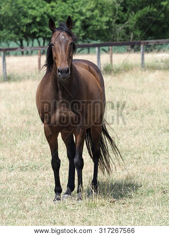 A Reitired Ex Racehorse In A Summer Paddock.