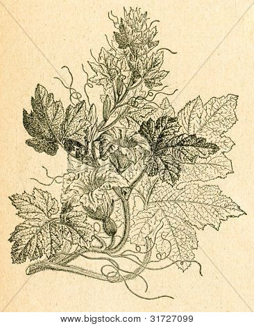 Citrouille plante - vieux illustration par un artiste inconnu du Botanika Szkolna na Klasy Nizsze, auteur Joz