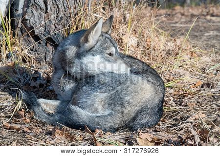 Dog Breed West Siberian Laika On Dry Leaves