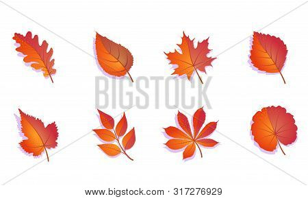 Autumn Leaves Set Colorful. Isolated On White Background. Simple Cartoon Flat Leaves - Oak, Maple, G