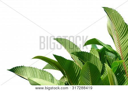 Elephant Apple Tree Leaves With Sun Light On White Isolated Background For Green Foliage Backdrop