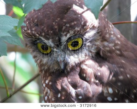 吠えるフクロウ