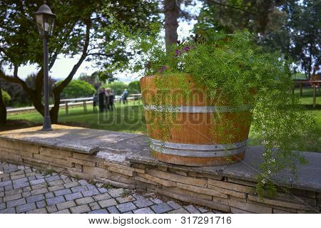 Wooden Flowerpot With A Beautiful, Flowering, Green Plant