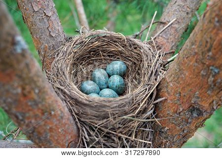 Eggs Of A Wild Bird Thrush Lying In The Nest On The Ptine Tree