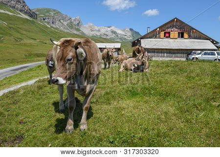 Grazing Cows At Melchsee-frutt In The Swiss Alps