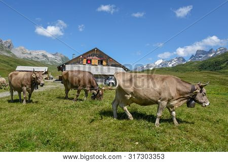 Grazing Cows At Melchsee-frutt In The Swiss Alps