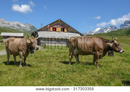 Grazing Cows At Melchsee-frutt In The Swiss Alps