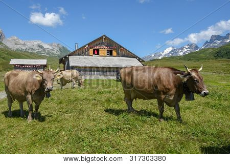 Grazing Cows At Melchsee-frutt In The Swiss Alps