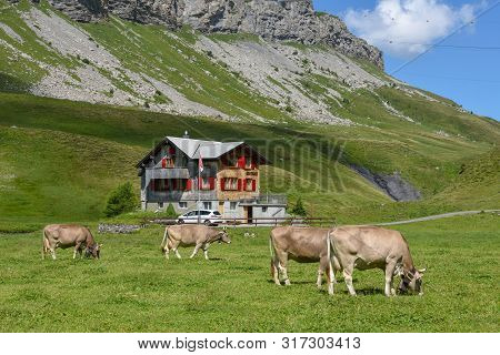 Grazing Cows At Melchsee-frutt In The Swiss Alps
