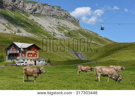 Grazing Cows At Melchsee-frutt In The Swiss Alps