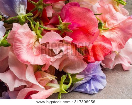 Sweet Pea Lathyrus Odoratus Colorful As A Background