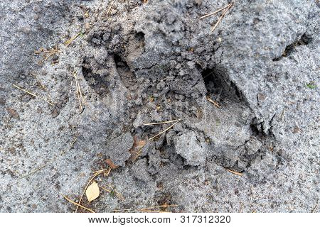 Traces Of A Wild Boar On A Sandy Forest Road. Wild Game Tracks In The Forest.