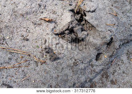 Traces Of A Wild Boar On A Sandy Forest Road. Wild Game Tracks In The Forest.