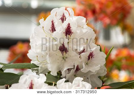 Beautiful Blooming Rhododendron Of The Gudrun Species.