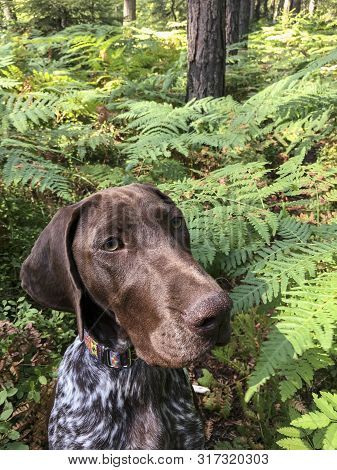 Portrait Of Puppy Dog  Breed German Shorthaired Pointer In Green Ferns.