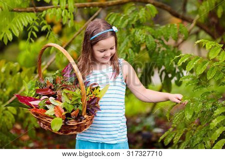 Child Picking Colorful Autumn Leaves In Basket.