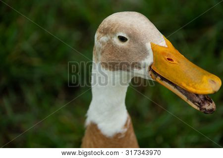 Brown And White Duck Close Up After A Snack.