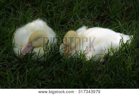 Two Yellow Fluffy Baby Ducks Sleep In The Grass