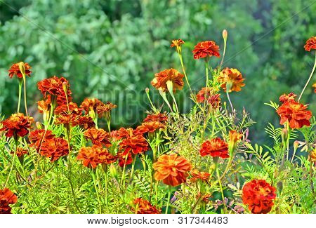 Tagetes Aka Chornobryvtsi Flower Heap Closeup On Green Background, Sunny Summer Environment Diversit