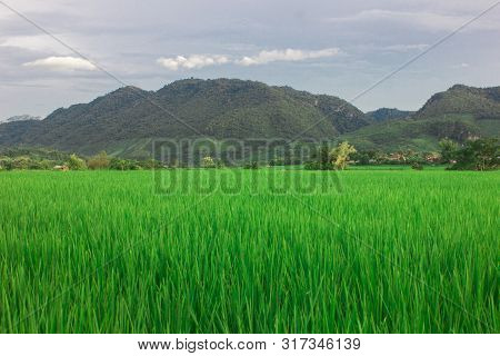 Farm Green Rice With Cloud Blue Sky Of Country Of Tradition