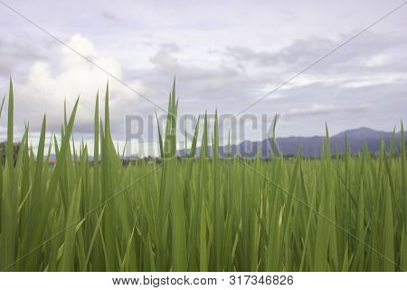 Farm Green Rice With Cloud Blue Sky Of Country Of Tradition Of Harvest
