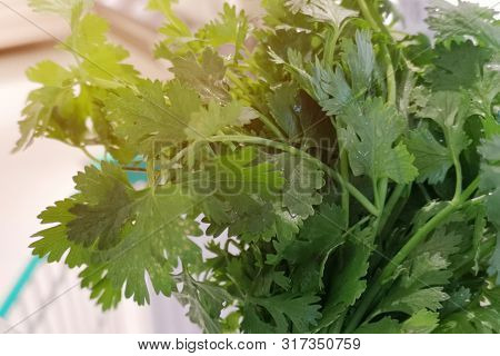 Coriander Is Loaded With Antioxidants And Herbs Suitable For Eating Fresh Has A Unique Aloma Smell .