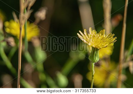 Macrophotography Of A Yellow Hawkweed, Hieracium, In Summer Meadow On Sunny Day
