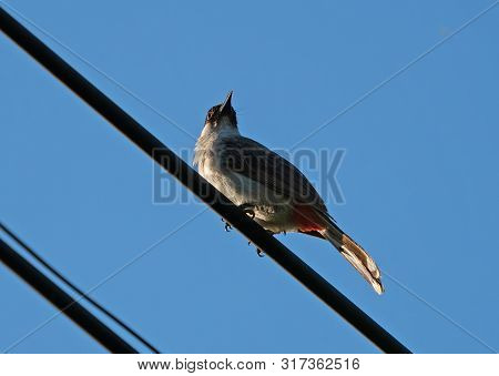 Closeup Sooty-headed Bulbul Bird Perched On The Electric Wire Isolated On Blue Sky