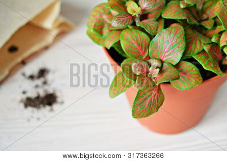 Fittonia Skeleton House Plant On The Wooden Table