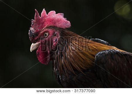 The Close Up Of Chicken Head Fighters In Thailand Are The Henchmen To Fight For A Popular Sport In A