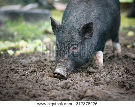 Pot-bellied Pig. Portrait Of A Pig. The Concept Of Breeding Pigs, Veterinary