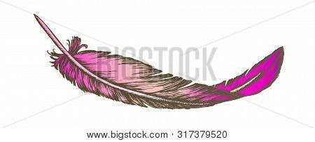 Color Lost Bird Outer Element Feather Hand Drawn . Lying Fluffy Feather Considered Most Complex Inte