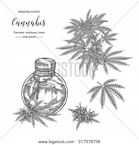 Cannabis Sativa Or Cannabis Indica Plant. Marijuana Leaves And Seeds. Medical And Cosmetic Herbs. Bo