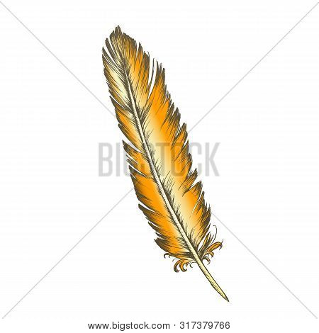 Color Decorative Bird Element Feather Monochrome . Standing Feather Bird Detail Formed In Tiny Folli
