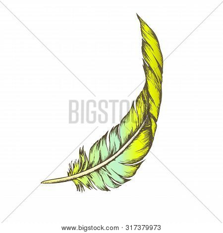Color Decorative Bird Element Feather Vintage . Vane And Rachis, Barb And Afterfeather, Hollow Shaft