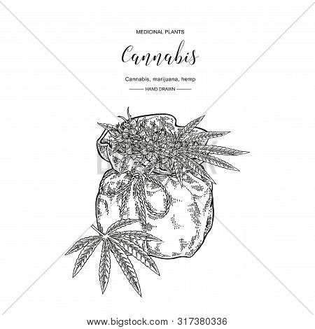Cannabis Sativa Or Cannabis Indica Plant. Marijuana Leaves And Seeds. Medical And Cosmetic Herbs. Bo