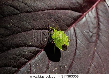 Little Green Heteroptera Acanthosoma Labiduroides Insect Close Up Macro Nature