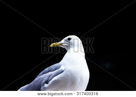 Portrait Of Seagull - Portrait Of Seagull Against A Black Background.