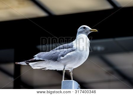 Portrait Of Seagull - Portrait Of Seagull Against A Black Background.