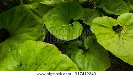 Close Up Of Large Round Leaves In A Garden