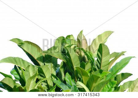 Elephant Apple Tree Leaves With Sun Light On White Isolated Background For Green Foliage Backdrop