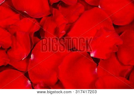 Red Rose Petals Background And Testure, Closeup Macro, High Resolution 5. Nature Romance Background