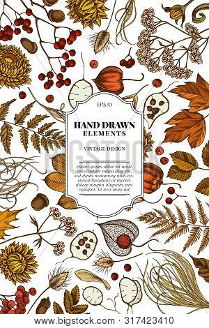 Card Design With Colored Rowan, Rowan, Acorn, Buckeye, Fern, Maple, Birch, Maple Leaves, Lagurus Fea