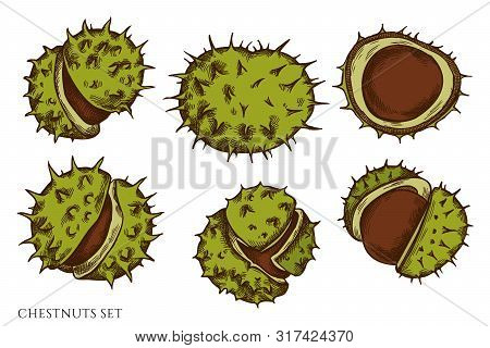 Vector Set Of Hand Drawn Colored Chestnut Stock Illustration