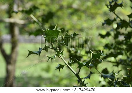 Sharp Holly Leaves On A Common Holly Bush.