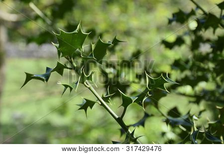 Up Close Look At Holly Leaves And A Holly Bush.